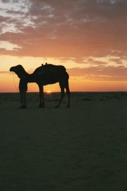 TUNISIE
dans le désert ...