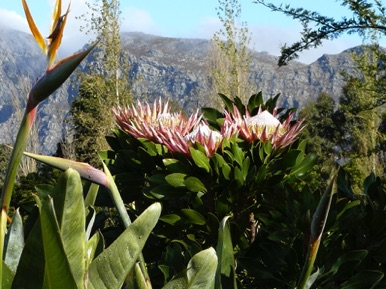 fleur emblème de l'Afrique du sud