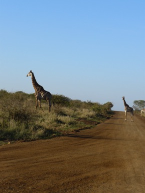 Girafe et son petit