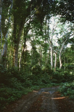Forêt équatoriale