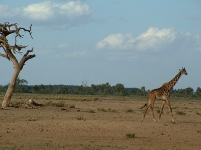 Visite du parc national d'Amboseli