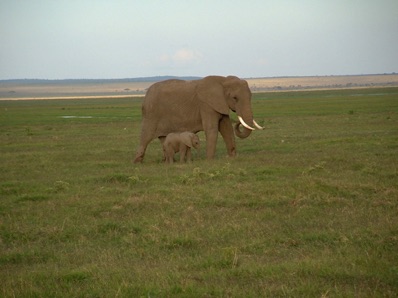 maman éléphant et son petit