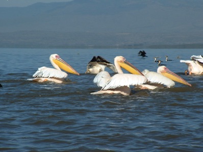 Lac Naivasha  pélicans