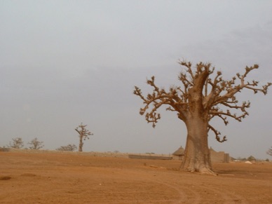 Baobabs dans le sable