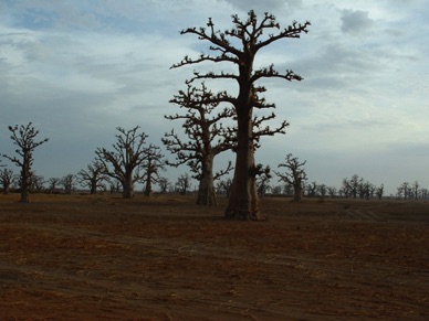 Traversée d'une forêt de baobabs