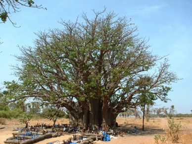 le plus gros baobab du Sénégal !!