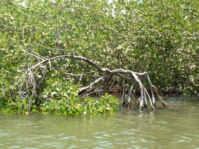 la mangrove …