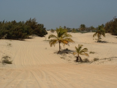 Dunes dans lesquelles