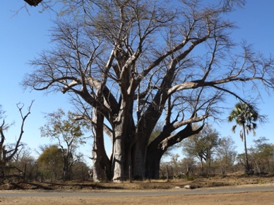 baobab géant