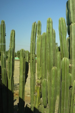 le Mexique est le pays des cactus