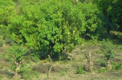 plantation de manguiers dont c'est la pleine saison de production.