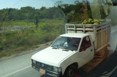 Transport de fruits exotiques