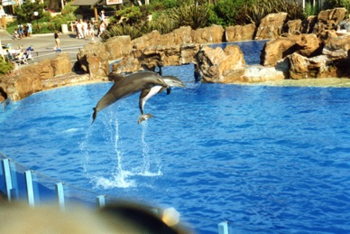 et ses attractions d'animaux marins