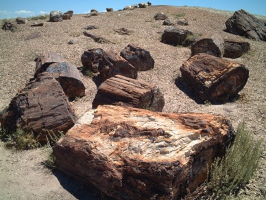 PETRIFIEE FOREST