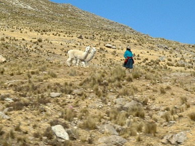 nous quittons le lac Titicaca et voyons une gardienne d'alpagas dans la nature