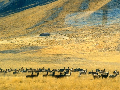 un troupeau de lamas