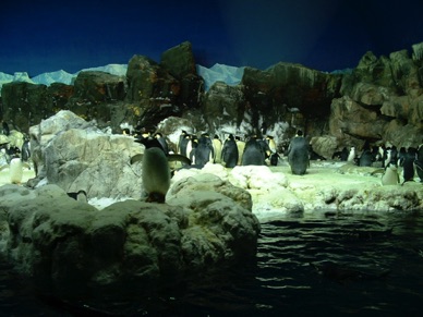 Reconstitution de l'habitat des pingouins