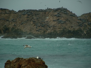Seal and birds Rock