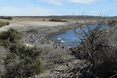 Ici se trouve la plus grande colonie de pingouins (manchots de Magellan) ..