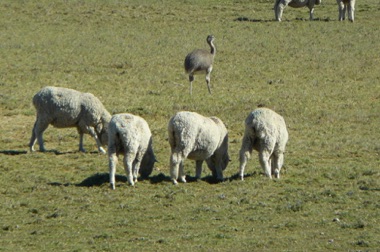un nandou au milieu des moutons
