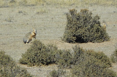 Marat ou lièvres de Patagonie