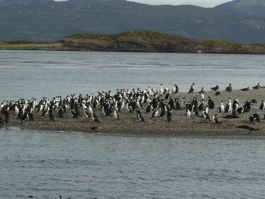 l'Ile aux cormorans