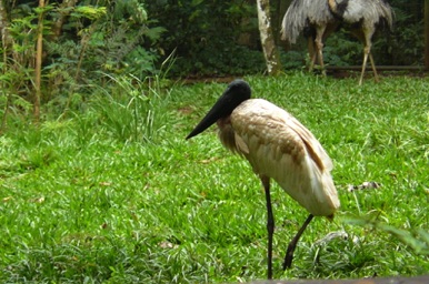 Le tululu, oiseau emblématique du Pantanal