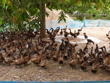 et son élevage de canards …