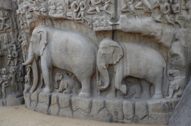 un éléphanteau trébuche au pied de sa mère