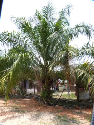 Palmier à huile