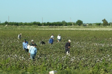 Travail dans un champ de coton