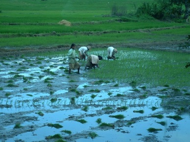 travail dans les rizières