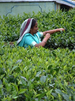 ramassage du thé toujours à la main par des femmes