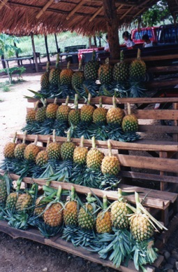 vente d'ananas 
en bord de route ….