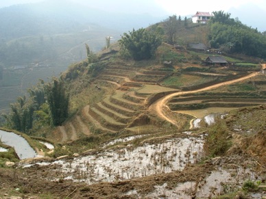 rizières en terrasses