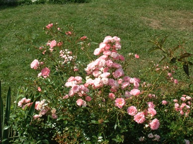 les roses de Bulgarie
