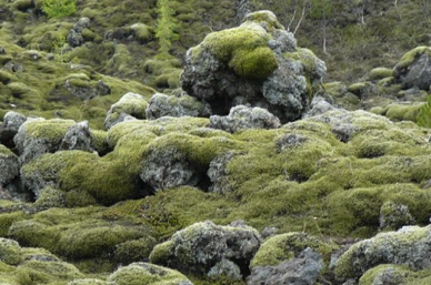 champs de lave recouverts de lichen
