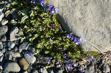 malgr&eacute; les cailloux de petites fleurs arrivent &agrave; percer !