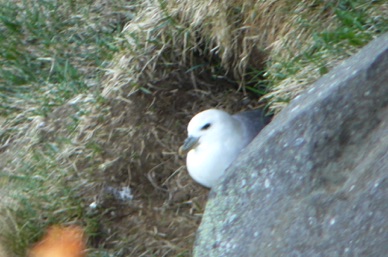 mais nous ne verrons que cette mouette en train de couver !!