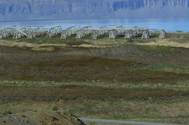 s&eacute;choirs &agrave; morue