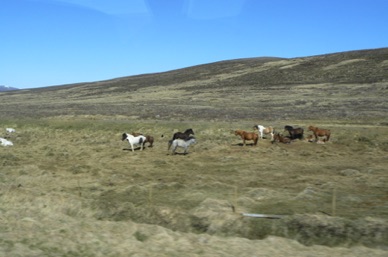 chevaux islandais aux couleurs variées