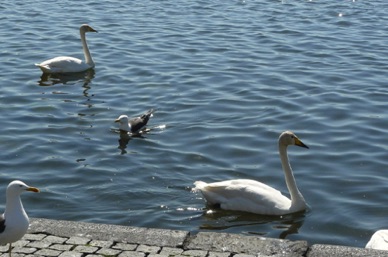 dans lequel se baignent de nombreuses races de canards, mouettes et cygnes