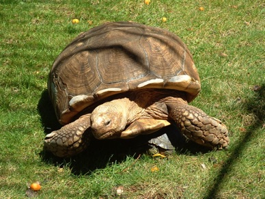 une tortue centenaire