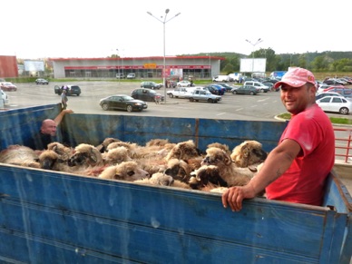 transport de moutons !