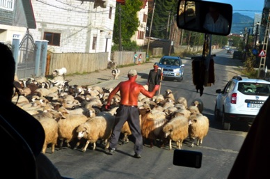 transhumance des moutons