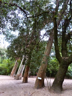 les eucalyptus du Parc Aymerich