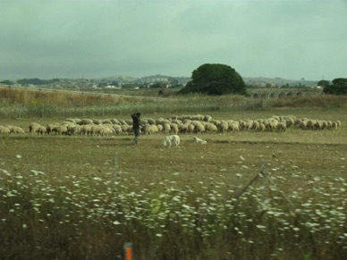 un berger et ses moutons dans la campagne sarde
