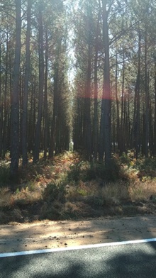 avant de reprendre le train et de traverser la forêt de pins .....