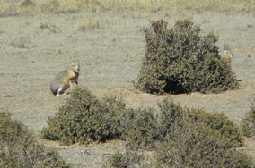 Marat ou li&egrave;vres de Patagonie