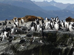 et quelques lions de mer